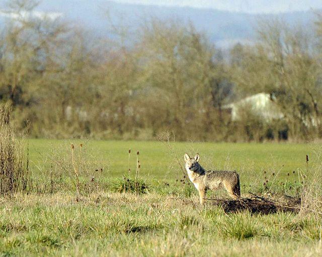 Hunting coyotes with a 357 Mag