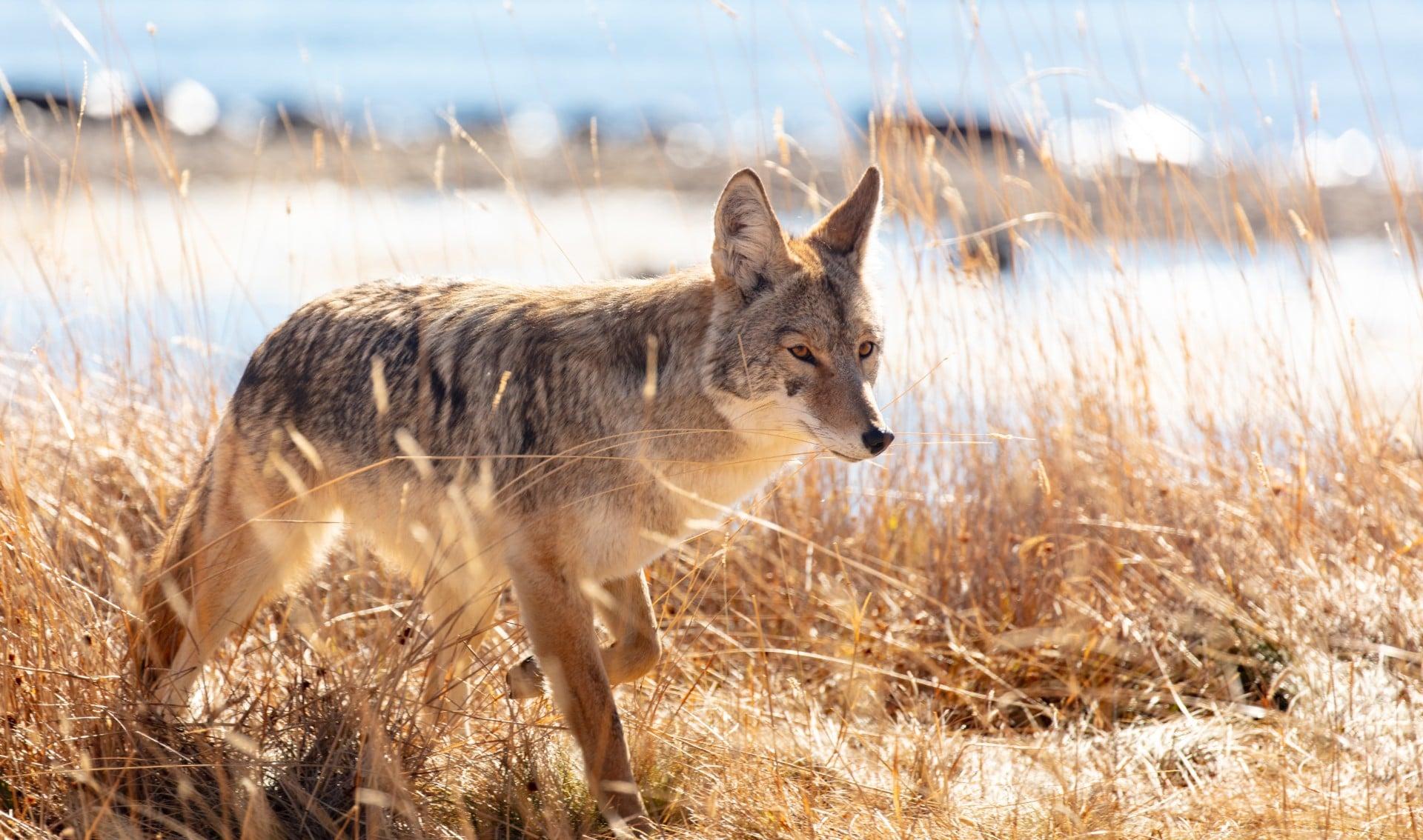 Coyote on the move